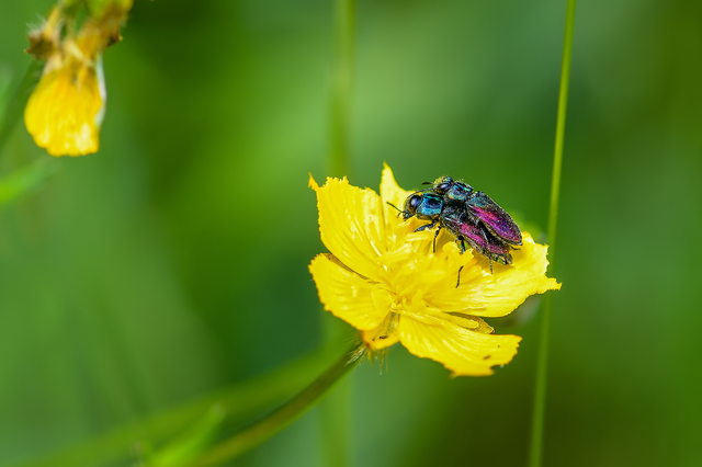 Anthaxia salicis - bíboros virágdíszbogár