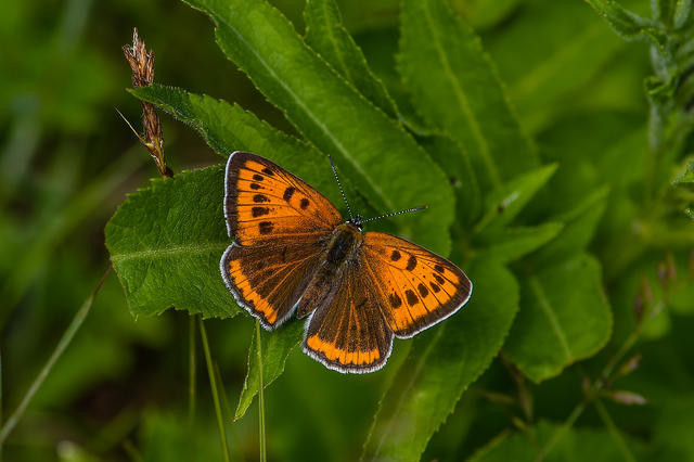Lycaena dispar rutilus - nagy tűzlepke