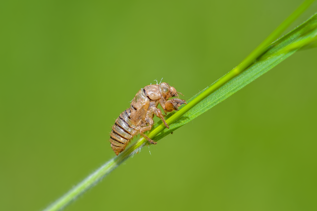 Cicadidae - énekeskabócák
