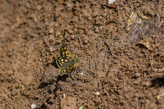 Carterocephalus palaemon - kockás busalepke