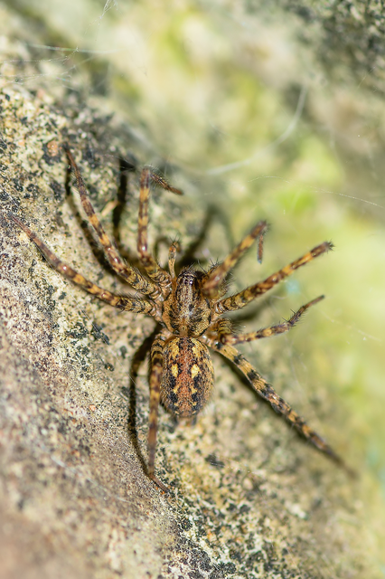 Tegenaria ferruginea - hegyi zugpók