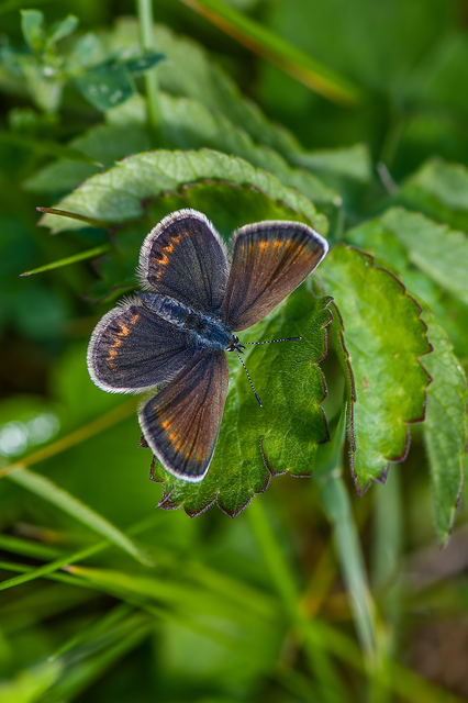 Plebejus argus - ezüstös boglárka