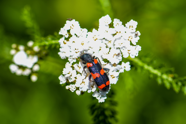Trichodes favarius - hatfoltos méhészbogár