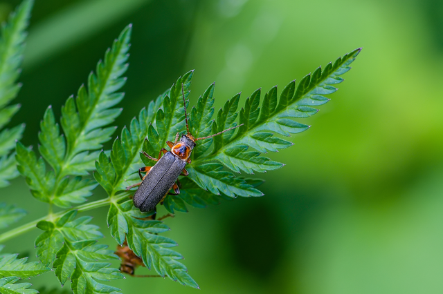 Cantharis nigricans - feketéllő lágybogár