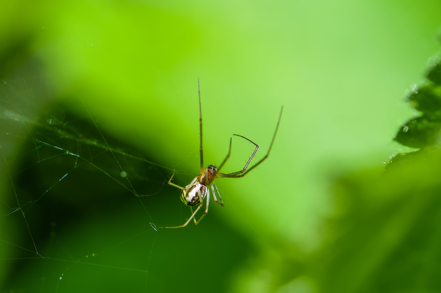 Neriene radiata - szegélyes vitorláspók