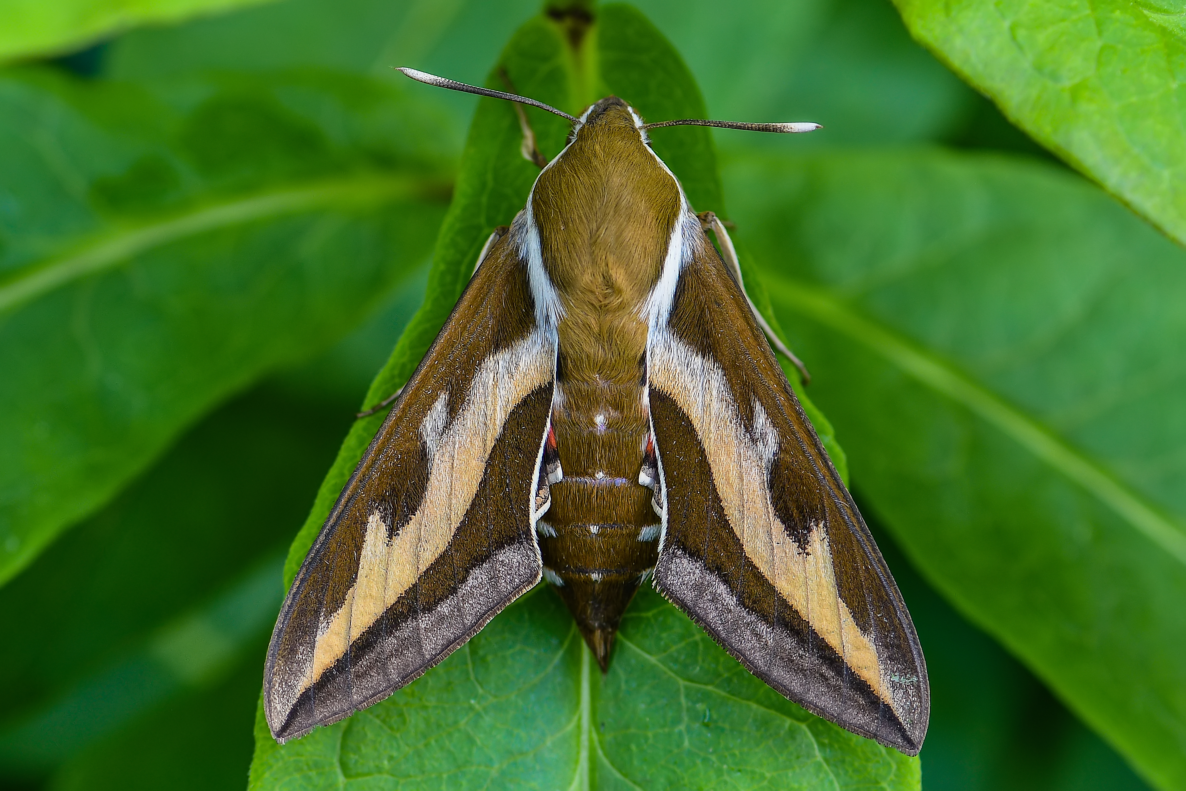 Hyles gallii - galajszender