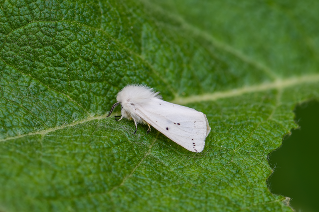 Spilosoma lubricipedum - tejszínű medvelepke