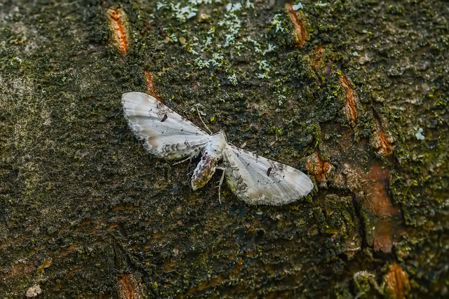Eupithecia centaureata - búzavirág-törpearaszoló
