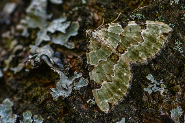 Colostygia pectinataria - zöld levélaraszoló