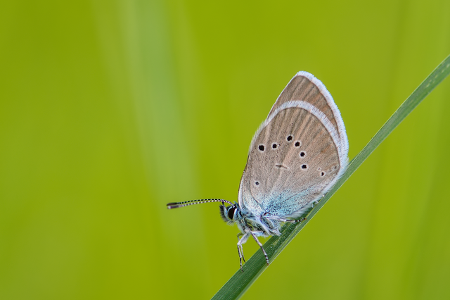 Cyaniris semiargus - aprószemes boglárka