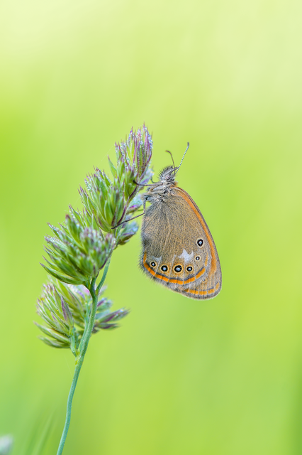 Coenonympha glycerion - közönséges szénalepke