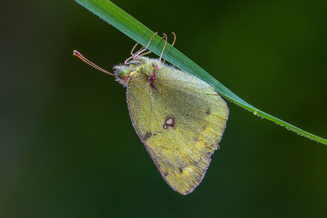 Colias hyale - kéneslepke