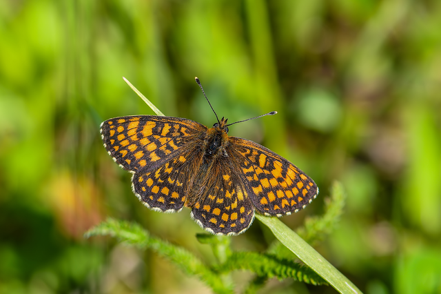 Melitaea athalia - közönséges tarkalepke
