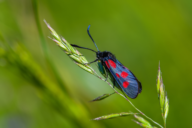 Zygaena