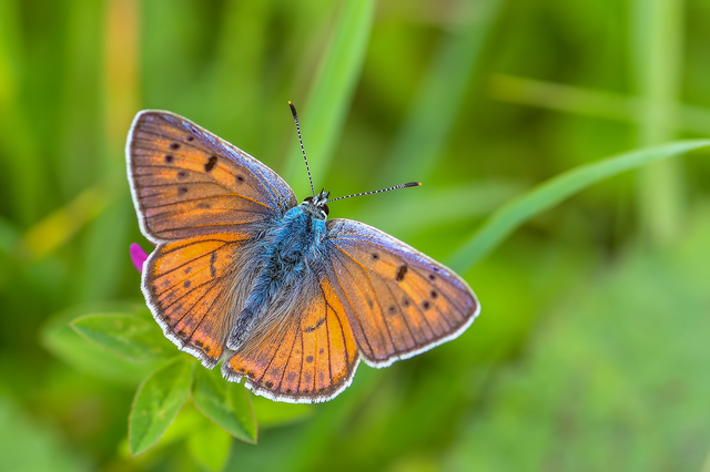 Lycaena alciphron - ibolyás tűzlepke