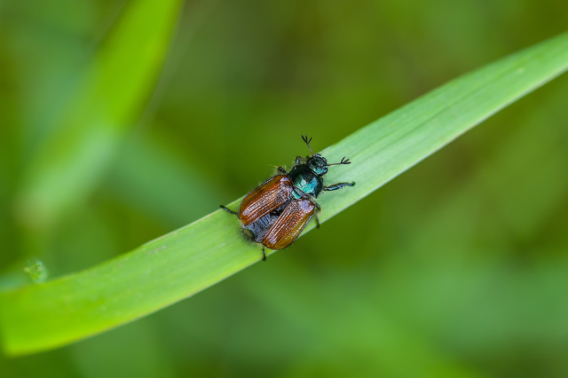 Phyllopertha horticola - kerti szipoly