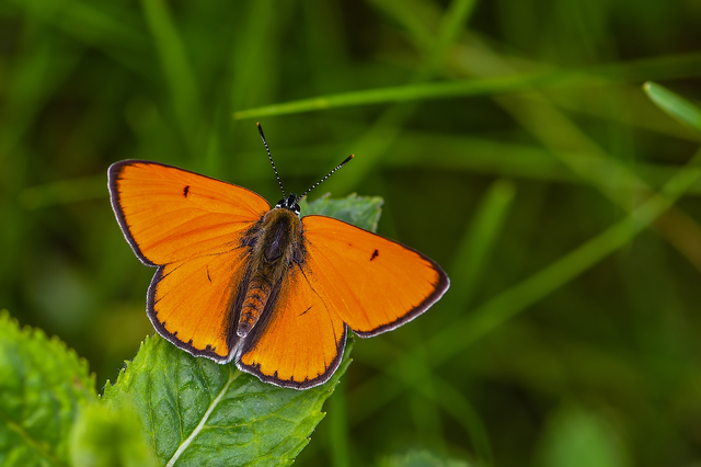 Lycaena dispar rutilus - nagy tűzlepke