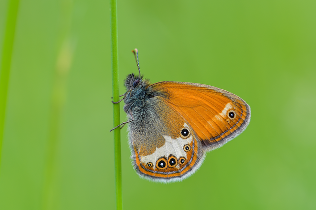 Coenonympha arcania - fehéröves szénalepke