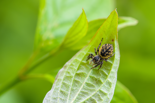 Carrhotus xanthogramma - rozsdás ugrópók