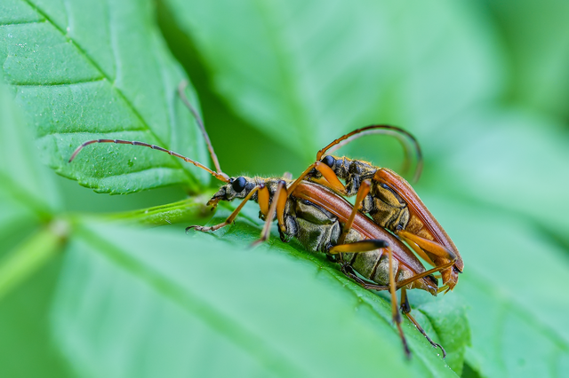 Stenocorus meridianus - fűz-gyökércincér