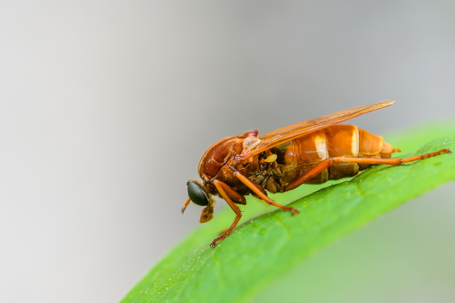 Coenomyia ferruginea - szagos légy