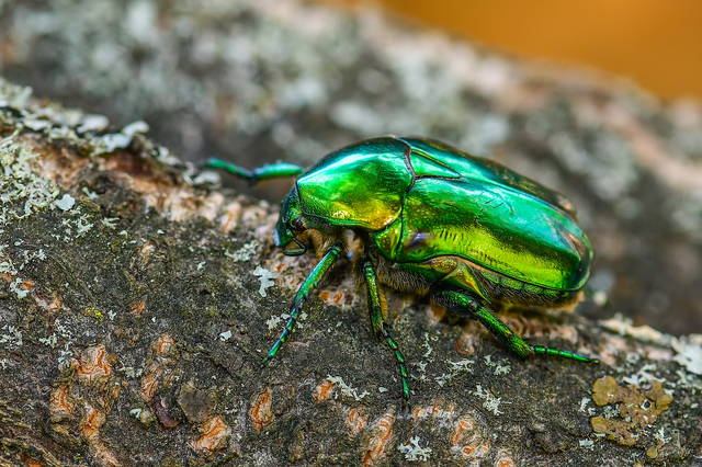 Protaetia speciosissima - pompás virágbogár