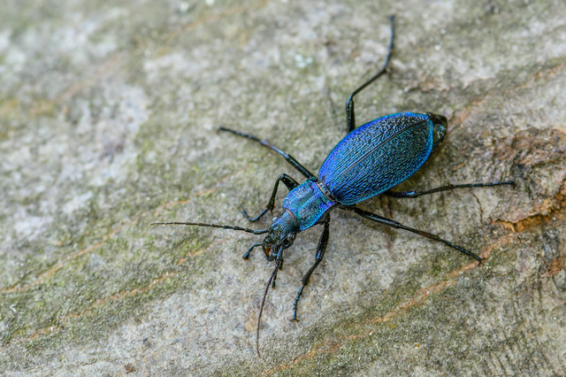 Carabus intricatus - kék laposfutrinka