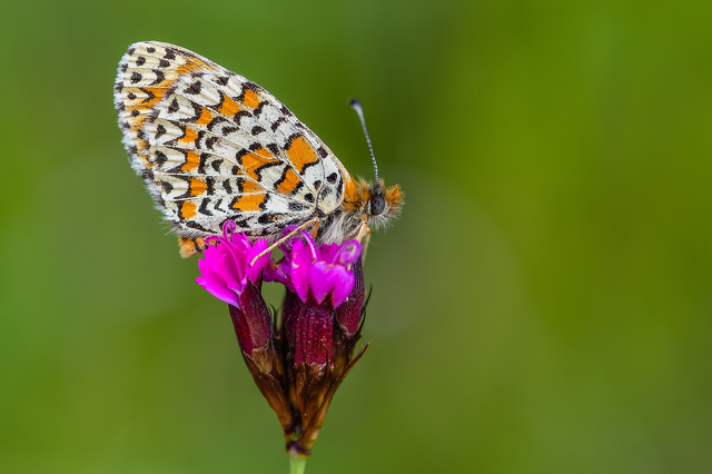 Melitaea trivia - kis tarkalepke