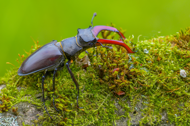 Lucanus cervus - nagy szarvasbogár