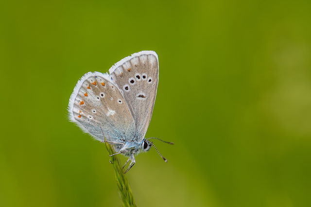 Polyommatus dorylas - fénylő boglárka