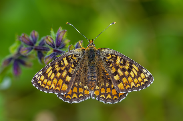 Melitaea phoebe - nagy tarkalepke
