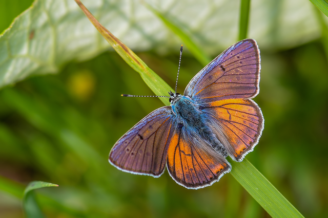 Lycaena alciphron - ibolyás tűzlepke