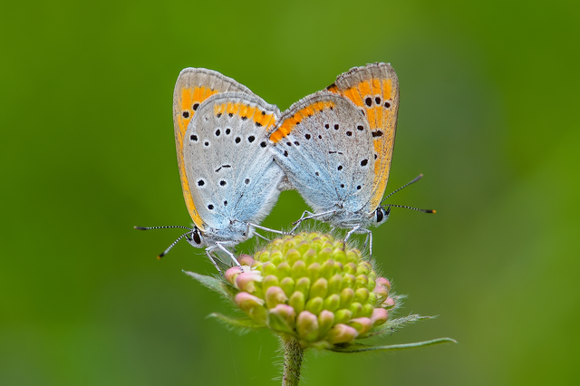 Lycaena dispar rutilus - nagy tűzlepke
