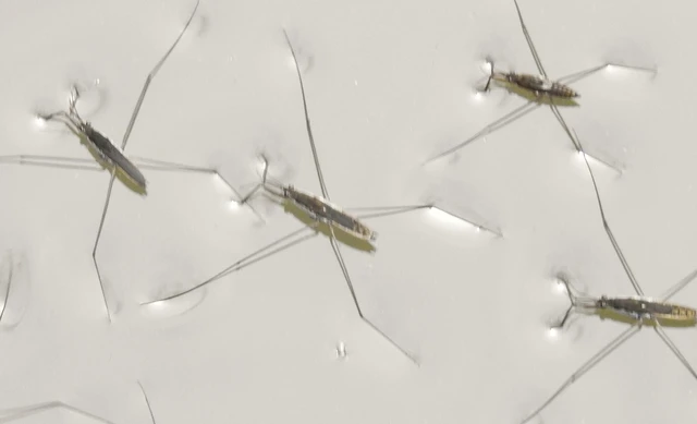 Gerridae - molnárpoloskák
