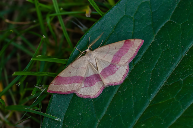 Rhodostrophia vibicaria - pirosszélű araszoló