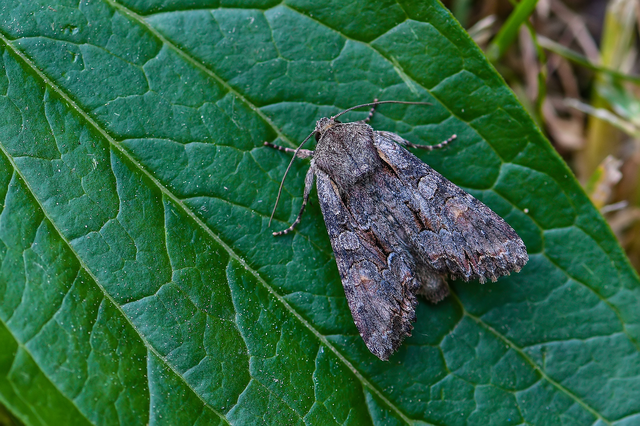 Lacanobia thalassina - borbolya-kertibagoly