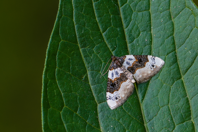 Cosmorhoe ocellata - szemes galajaraszoló