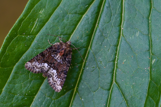 Oligia strigilis - kormos dudvabagoly