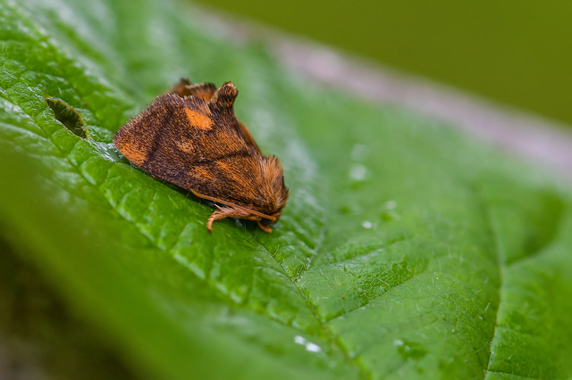Apoda limacodes - kagylólepke