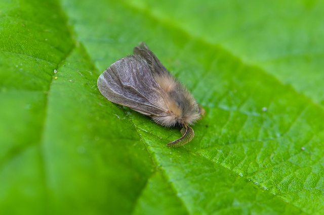 Psychidae - csőzsákos-molyfélék
