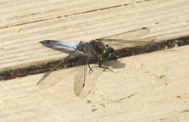 Orthetrum cancellatum - feketefarkú pásztorszitakötő