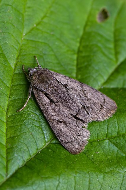 Acronicta cuspis/tridens/psi