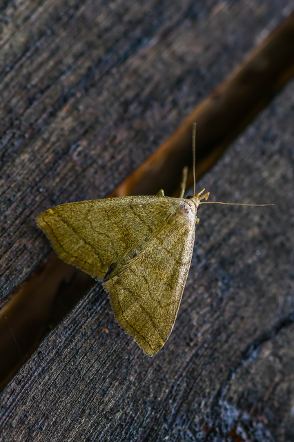 Herminia tarsicrinalis - szőröslábú karcsúbagoly