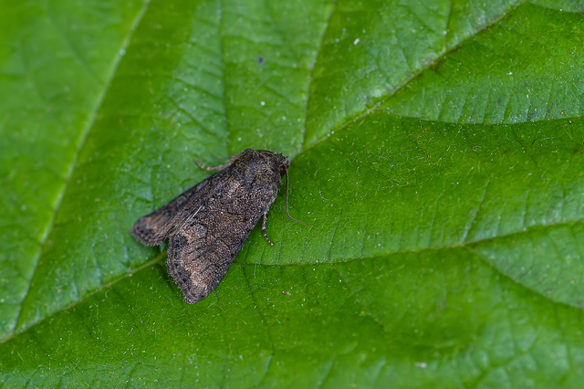 Oligia strigilis/latruncula/versicolor