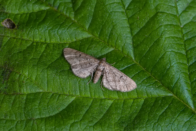 Eupithecia intricata - boróka-törpearaszoló