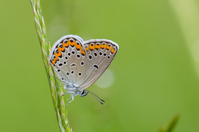 Plebejus argyrognomon - tintakék boglárka