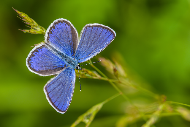 Plebejus argyrognomon - tintakék boglárka