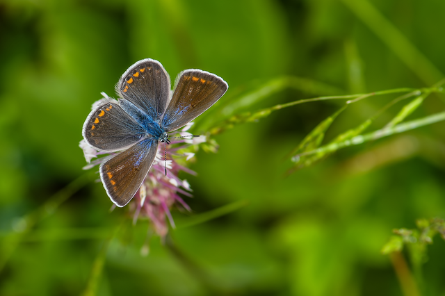 Polyommatus icarus - közönséges boglárka
