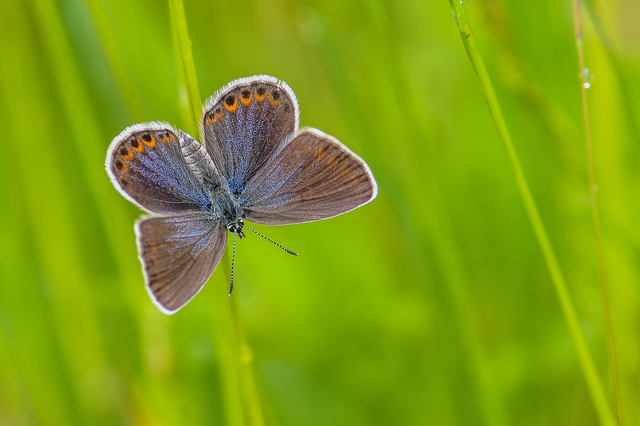 Plebejus argyrognomon - tintakék boglárka