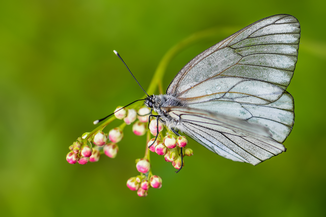 Aporia crataegi - galagonyalepke